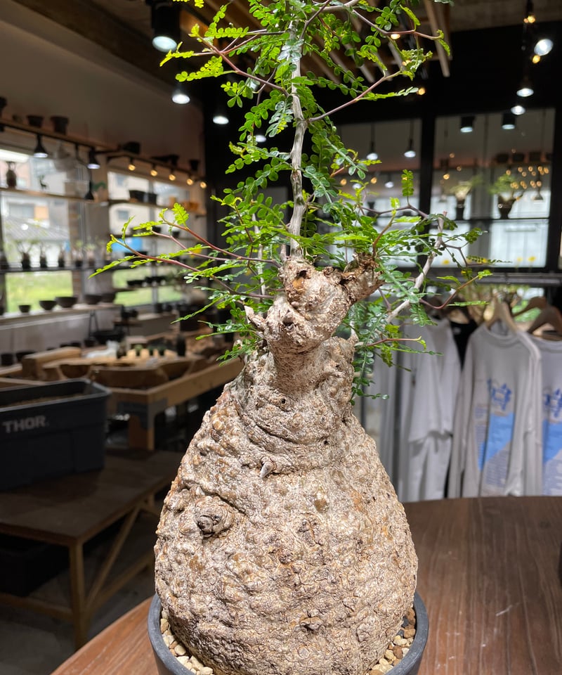 オペルクリカリア パキプス／Operculicarya pachypus 発根済 (商品番号P