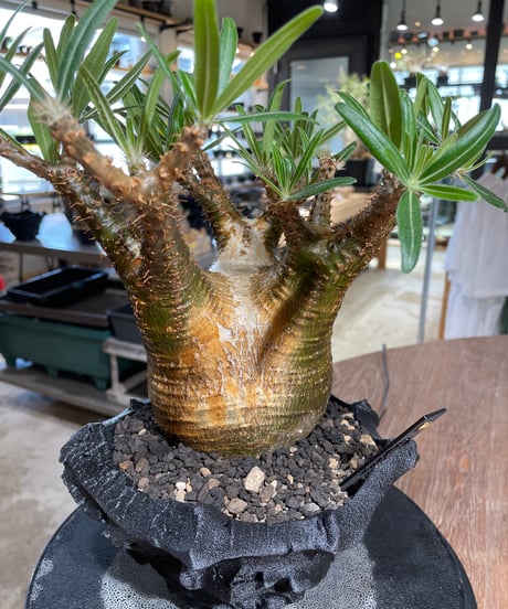 パキポディウム グラキリス　Pachypodium gracilius 　発根済　(gk-546)（鉢：RAVOR　M）