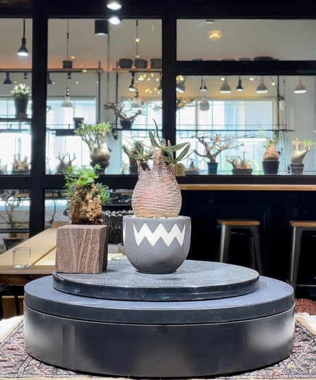 CATEGORY VALIEM鉢植込み | RISE-CAUDEX ONLINE STORE CATEGORY VALIEM鉢植込み | RISE-CAUDEX ONLINE STORE