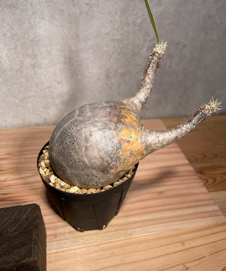 パキポディウム グラキリス　Pachypodium gracilius 　発根済　(商品番号gk-38)