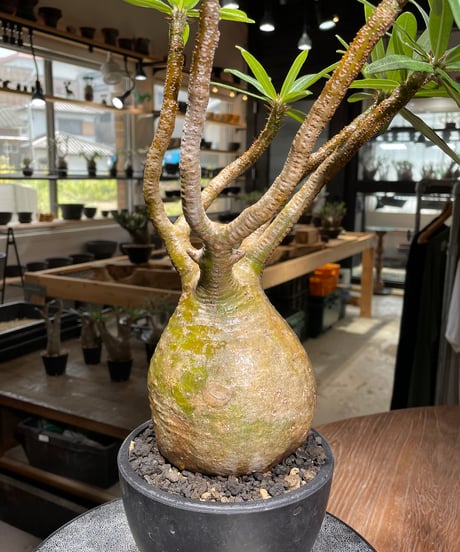 パキポディウム グラキリス　Pachypodium gracilius 　発根済　(gk-319)