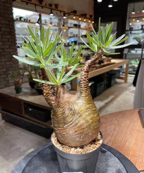 パキポディウム グラキリス　Pachypodium gracilius 　発根済　(gk-467)
