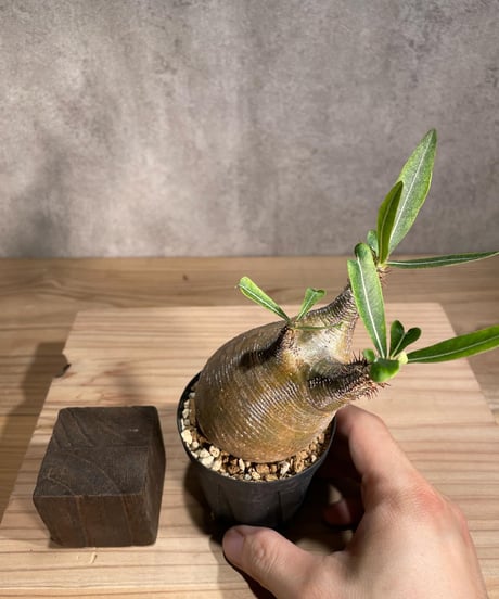 パキポディウム グラキリス　Pachypodium gracilius 　発根済　(商品番号gk-91)
