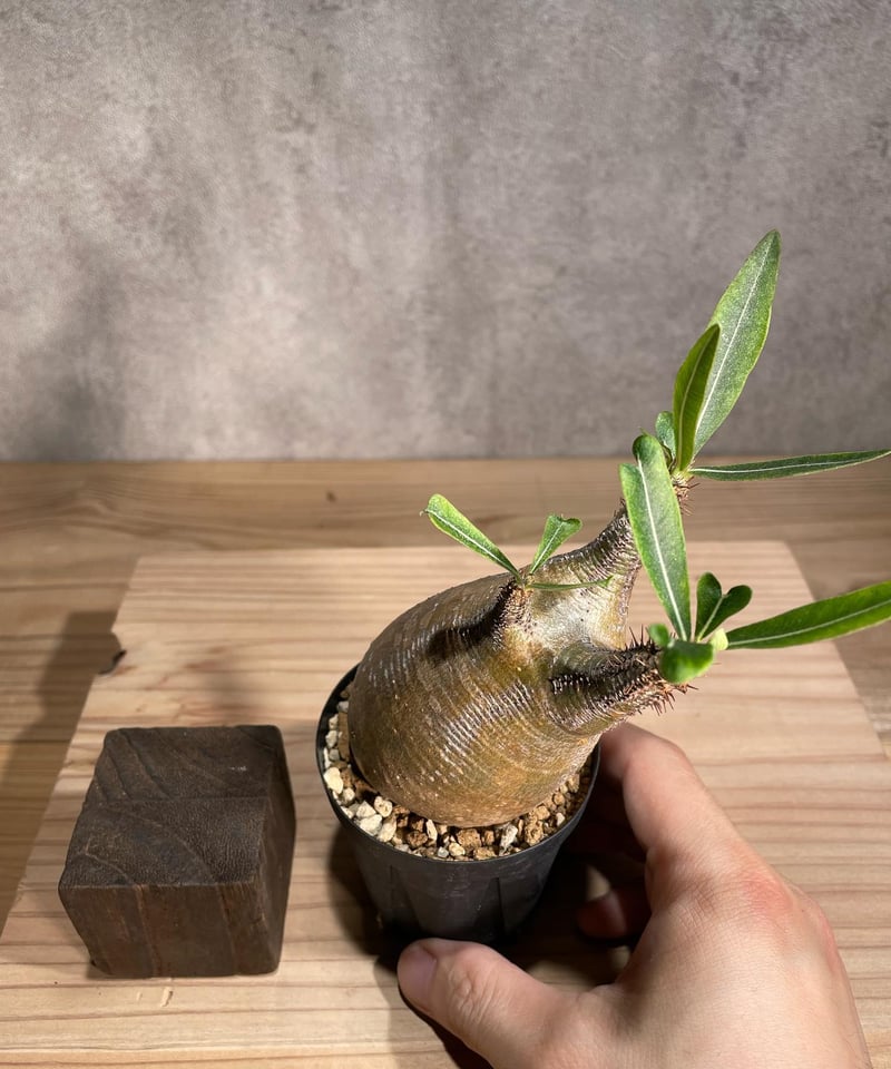 Pachypodiuｍ パキポディウム グラキリス ベアルート 塊根植物 91-