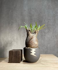 パキポディウム グラキリス　Pachypodium gracilius 　発根済　(商品番号gk-82valiem)  VALIEM 　(VALIEMタグ付き)