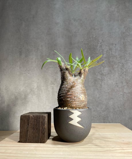 CATEGORY VALIEM鉢植込み | RISE-CAUDEX ONLINE STORE CATEGORY VALIEM鉢植込み | RISE-CAUDEX ONLINE STORE