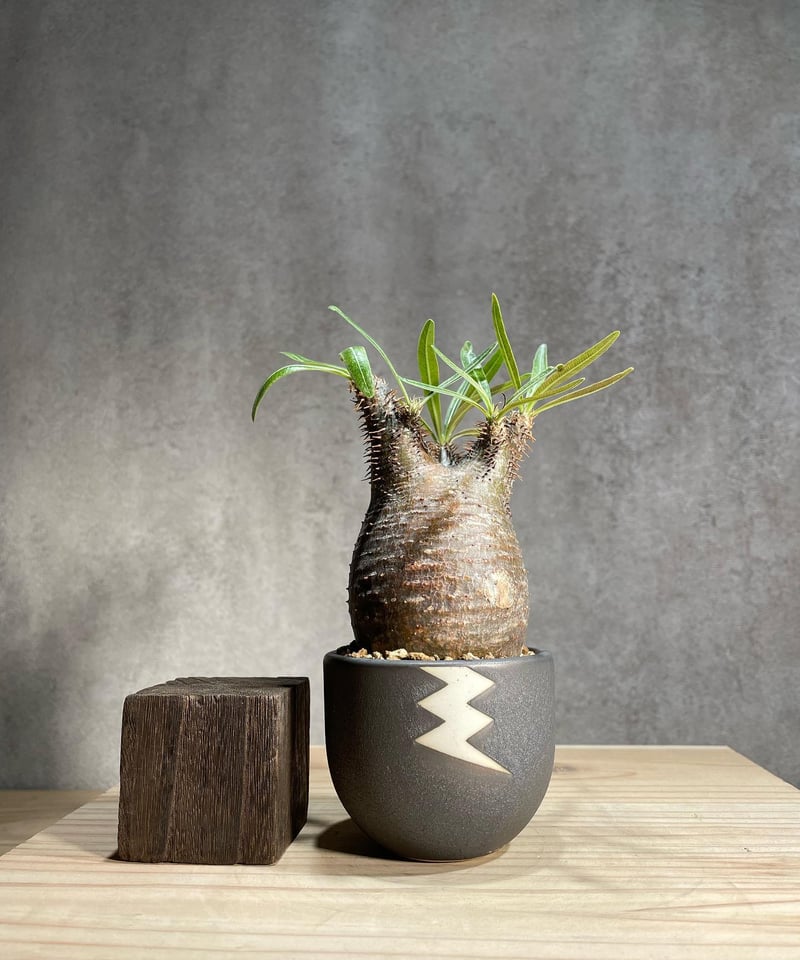 グラキリス短枝バリエムxs