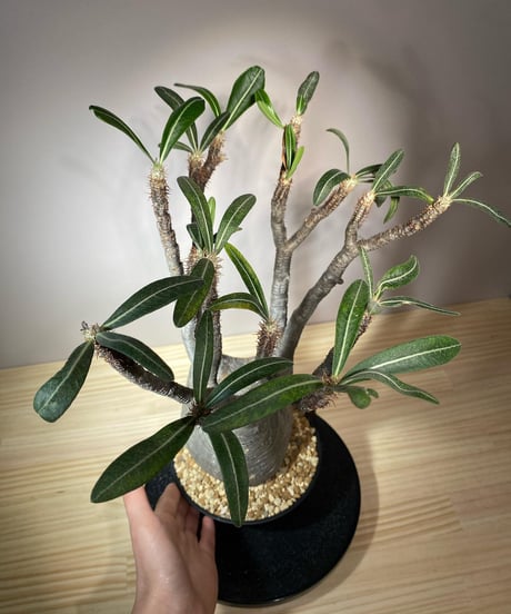 パキポディウム グラキリス　Pachypodium gracilius 　発根済　(商品番号gk-106)