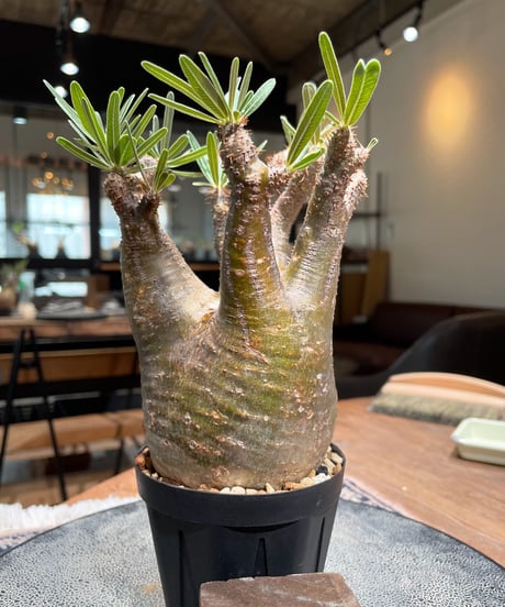 パキポディウム グラキリス　Pachypodium gracilius 　発根済　(gk-399)