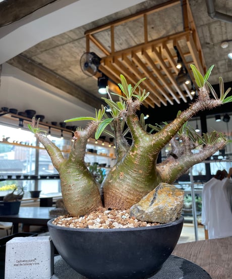 パキポディウム グラキリス　2頭　Pachypodium gracilius 　発根済　(gk-550)