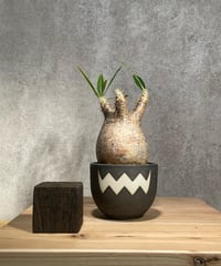 パキポディウム グラキリス　Pachypodium gracilius 　発根済　(商品番号gk-26valiem)  VALIEM 　BOWL　sizeS　(VALIEM巾着、タグ付き)