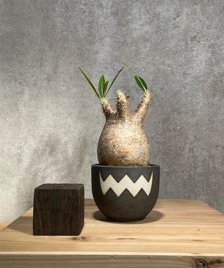 パキポディウム グラキリス　Pachypodium gracilius 　発根済　(商品番号gk-26valiem)  VALIEM 　BOWL　sizeS　(VALIEM巾着、タグ付き)