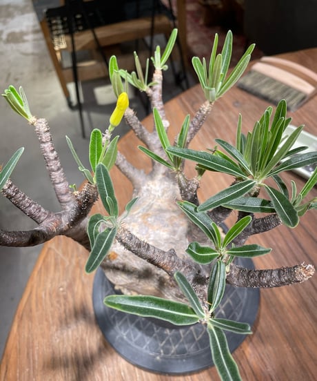 パキポディウム グラキリス　Pachypodium gracilius 　発根済　(gk-368)