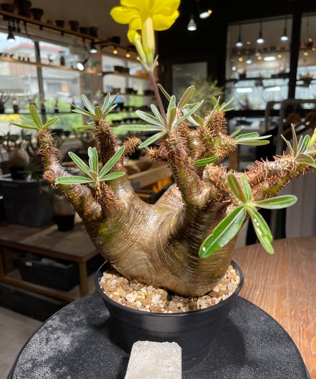 パキポディウム グラキリス　Pachypodium gracilius 　発根済　(gk-533)