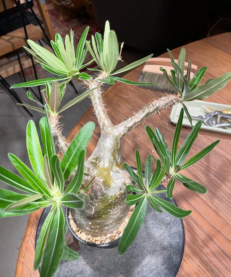 パキポディウム グラキリス　Pachypodium gracilius 　発根済　(gk-396)