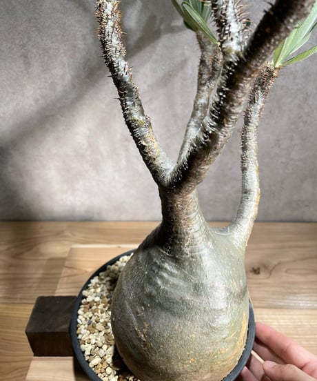 パキポディウム グラキリス　Pachypodium gracilius 　発根済　(商品番号gk-95)