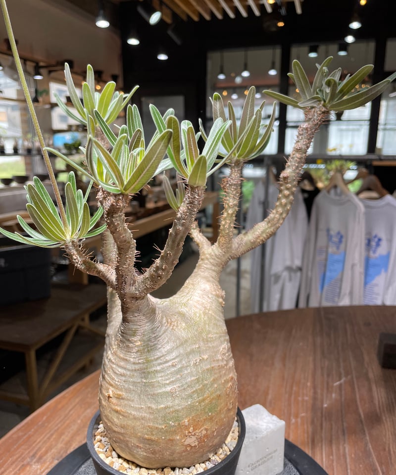 ザ*）様 パキポディウム グラキリス 発根済pachypodhium Graci パキポディウム グラキリス 多頭 Pachypodium gracilius 発根済
