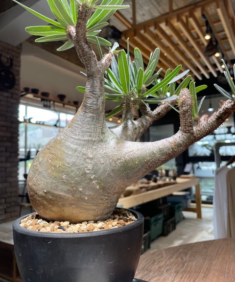 パキポディウム グラキリス　Pachypodium gracilius 　発根済　(gk-479)