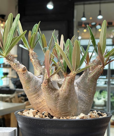 パキポディウム グラキリス　Pachypodium gracilius 　発根済　(gk-572)
