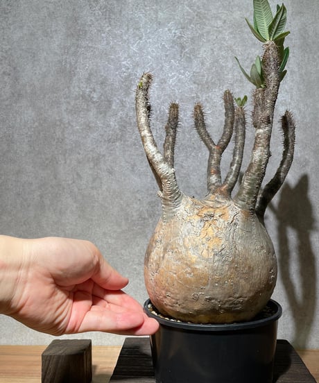 パキポディウム グラキリス　Pachypodium gracilius 　発根済　(商品番号gk-14)