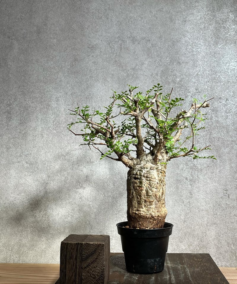 【根挿し】【鉢付発送】operculicarya pachypus パキプス オペルクリカリア パキプス／Operculicarya pachypus 発根済