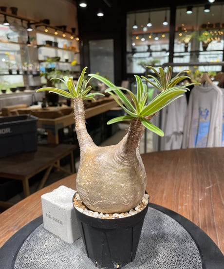 パキポディウム グラキリス　Pachypodium gracilius 　発根済　(gk-445）