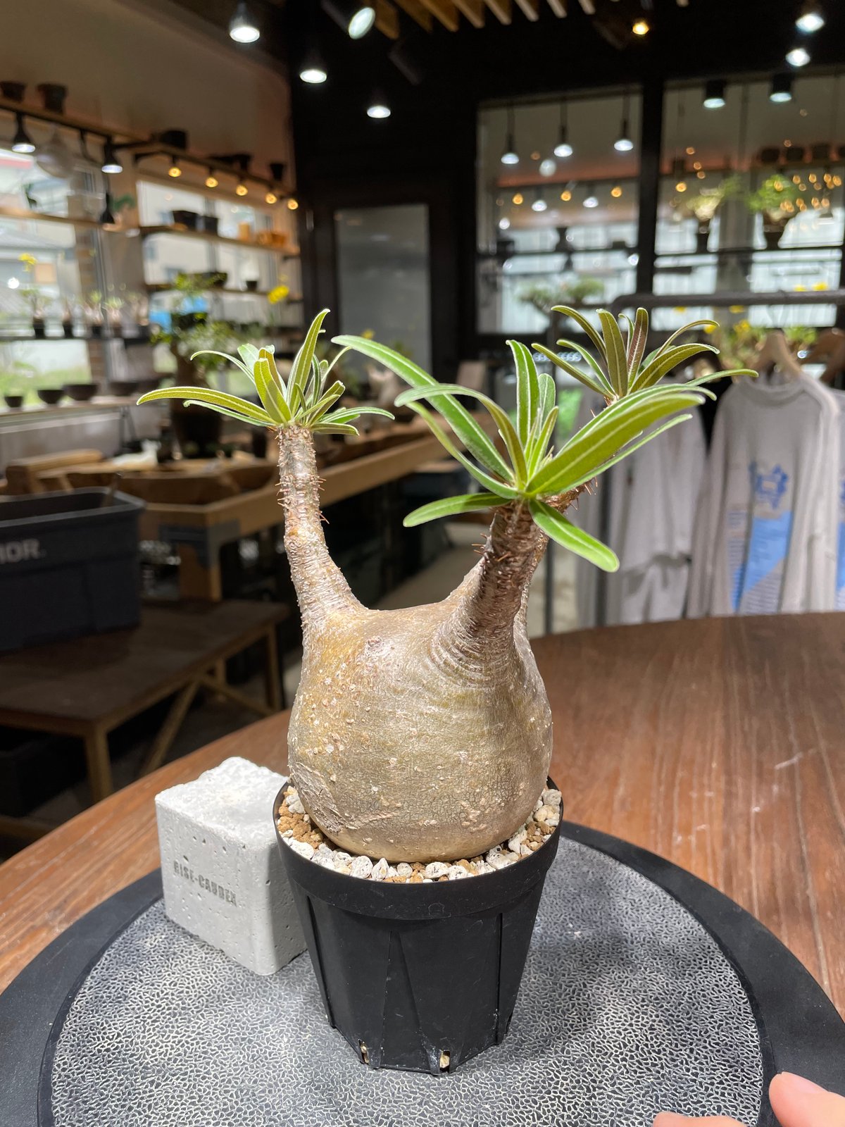 Ｕ-san専用　パキポディウム　グラキリス パキポディウム グラキリス Pachypodium gracilius 発根済 (gk-44