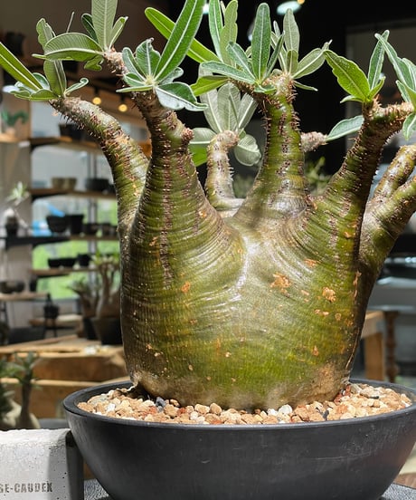パキポディウム グラキリス　Pachypodium gracilius 　発根済　(gk-535)