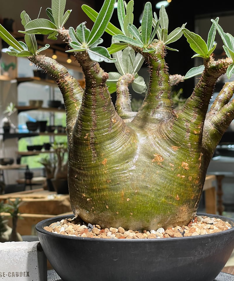 パキポディウム グラキリス Pachypodium gracilius 発根済 (gk-53