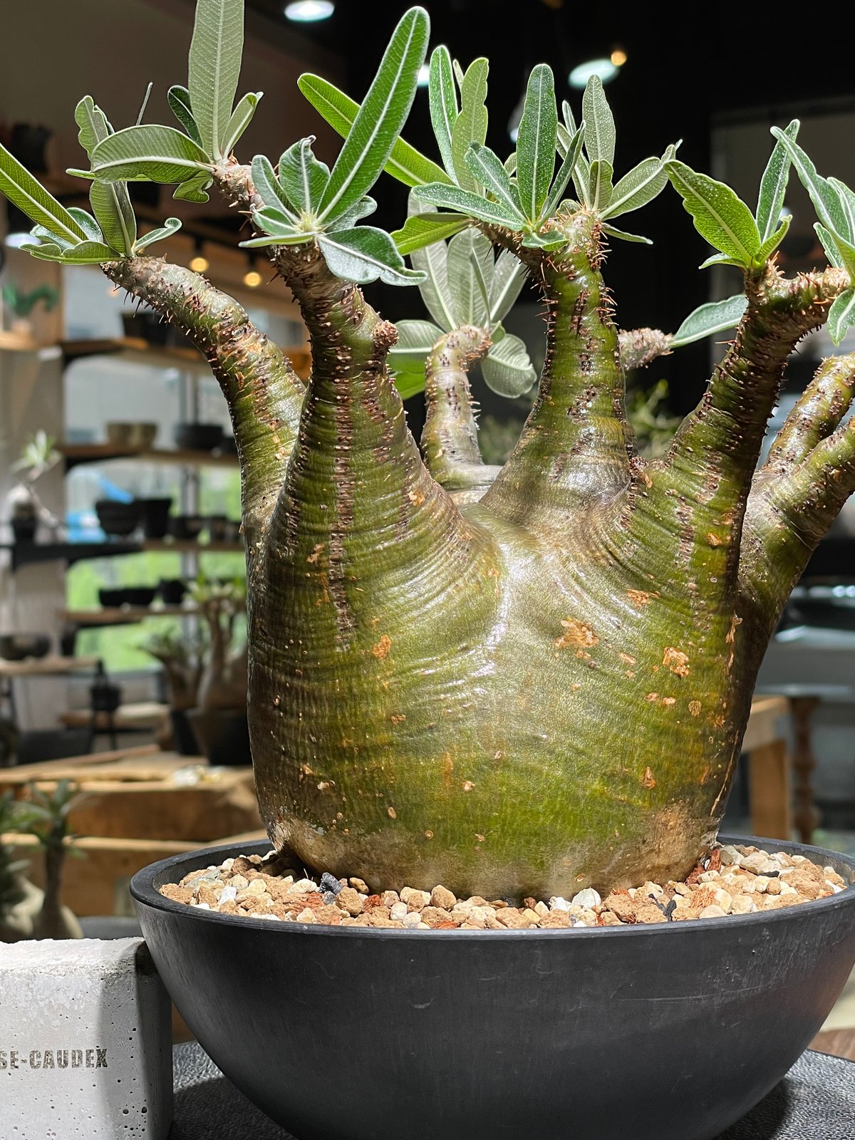 パキポディウム グラキリス Pachypodium gracilius 発根済 (gk-53