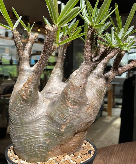 パキポディウム グラキリス　Pachypodium gracilius 　発根済　(gk-532)