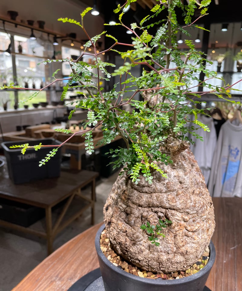 オペルクリカリア パキプス Operculicarya　Pachypus オペルクリカリア パキプス Operculicarya pachypus 20180831 | SPG