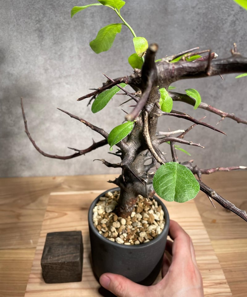 コミフォラ　フンベルティ　鉢付き　中村桜士 コミフォラ ロストラータ リフレクサ 発根済 (商品番号rr