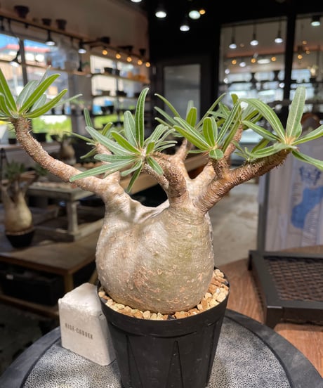 パキポディウム グラキリス　Pachypodium gracilius 　発根済　(gk-508）