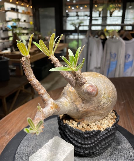 パキポディウム グラキリス　Pachypodium gracilius 　発根済　(gk-437)dip鉢