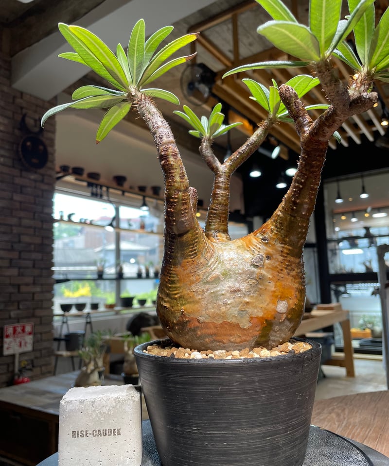 ザ*）様 パキポディウム グラキリス 発根済pachypodhium Graci パキポディウム グラキリス Pachypodium gracilius 発根済 (gk-48
