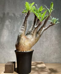 パキポディウム グラキリス　Pachypodium gracilius 　発根済　(商品番号gk-77)