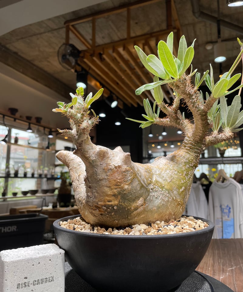 パキポディウム グラキリス Pachypodium gracilius 発根済 (gk-44