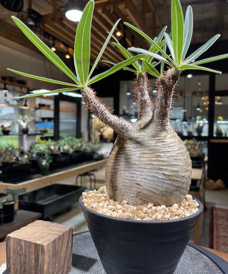 パキポディウム グラキリス　Pachypodium gracilius 　発根済　(gk-217)