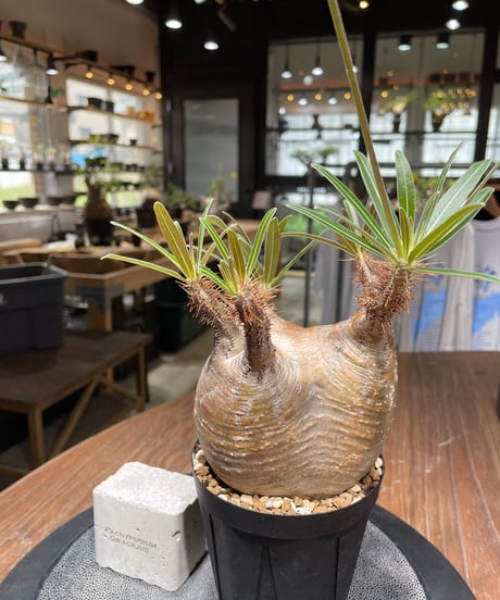 パキポディウム グラキリス　Pachypodium gracilius 　発根済　(gk-439）