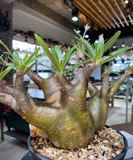 パキポディウム グラキリス　2頭　Pachypodium gracilius 　発根済　(gk-550)