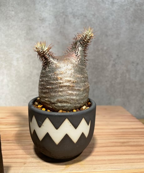 パキポディウム グラキリス　Pachypodium gracilius 　発根済　(商品番号gk-25valiem)  VALIEM 　BOWL　sizeXS　(VALIEM巾着、タグ付き)