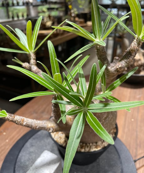 パキポディウム グラキリス　Pachypodium gracilius 　発根済　(gk-459)