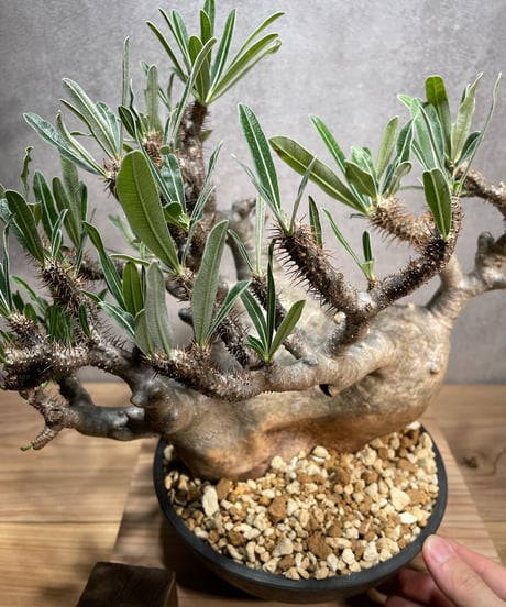 パキポディウム グラキリス　Pachypodium gracilius 　発根済　(商品番号gk-67)