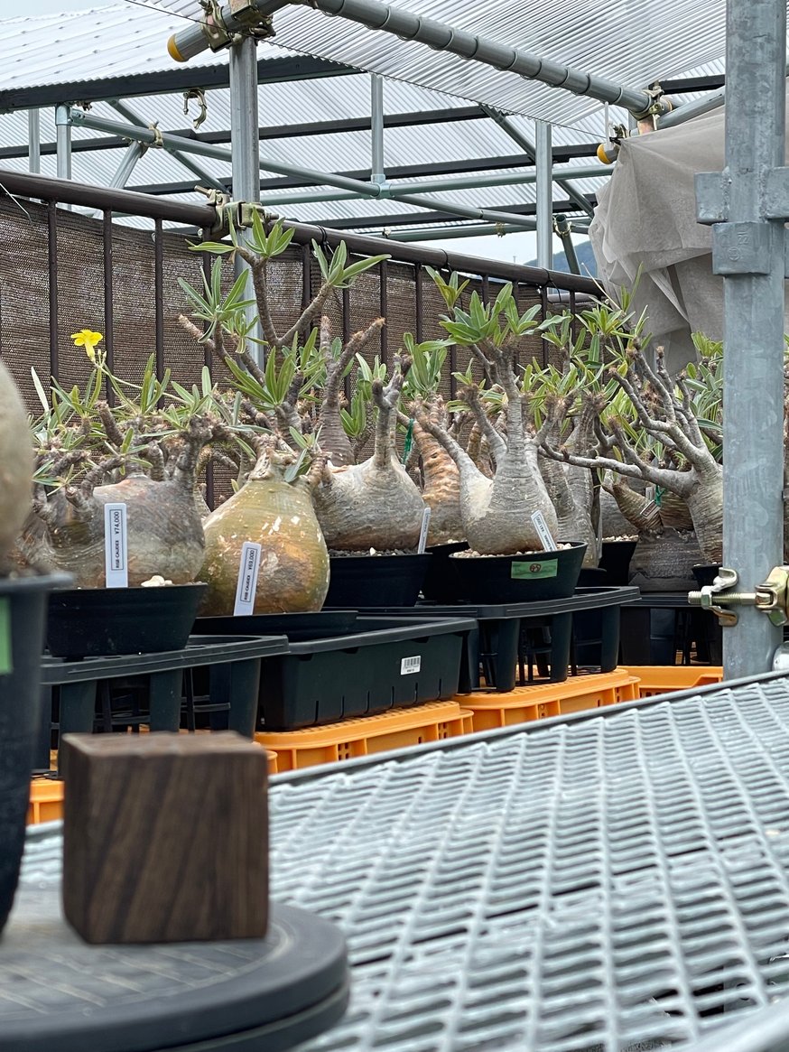 コ*ダ様 みやび鉢 KOMO DRY限定 Φ15 KD-01 オニバス onib コ*