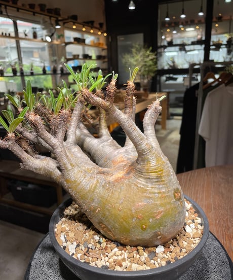 パキポディウム グラキリス　Pachypodium gracilius 　発根済　(gk-534)