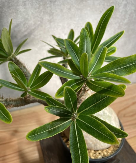 パキポディウム グラキリス　Pachypodium gracilius 　発根済　(商品番号gk-24)