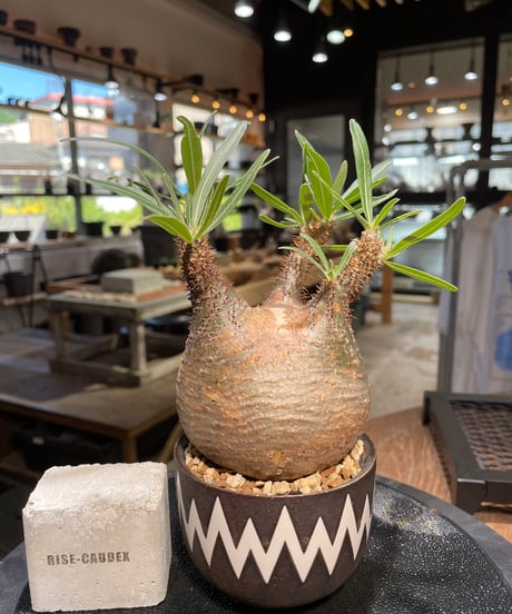 パキポディウム グラキリス　Pachypodium gracilius 　発根済　(gk-505valiem）