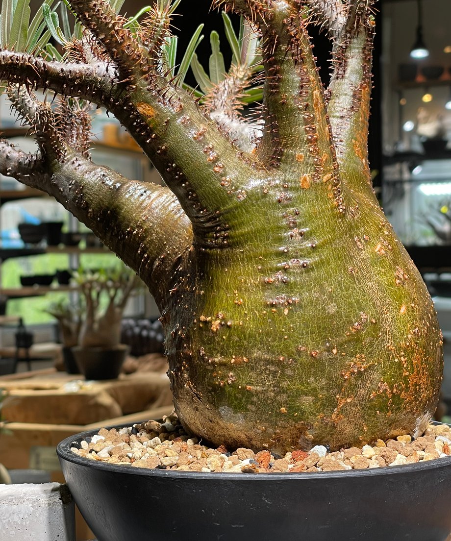 68da1fad7110b22717e00ab1