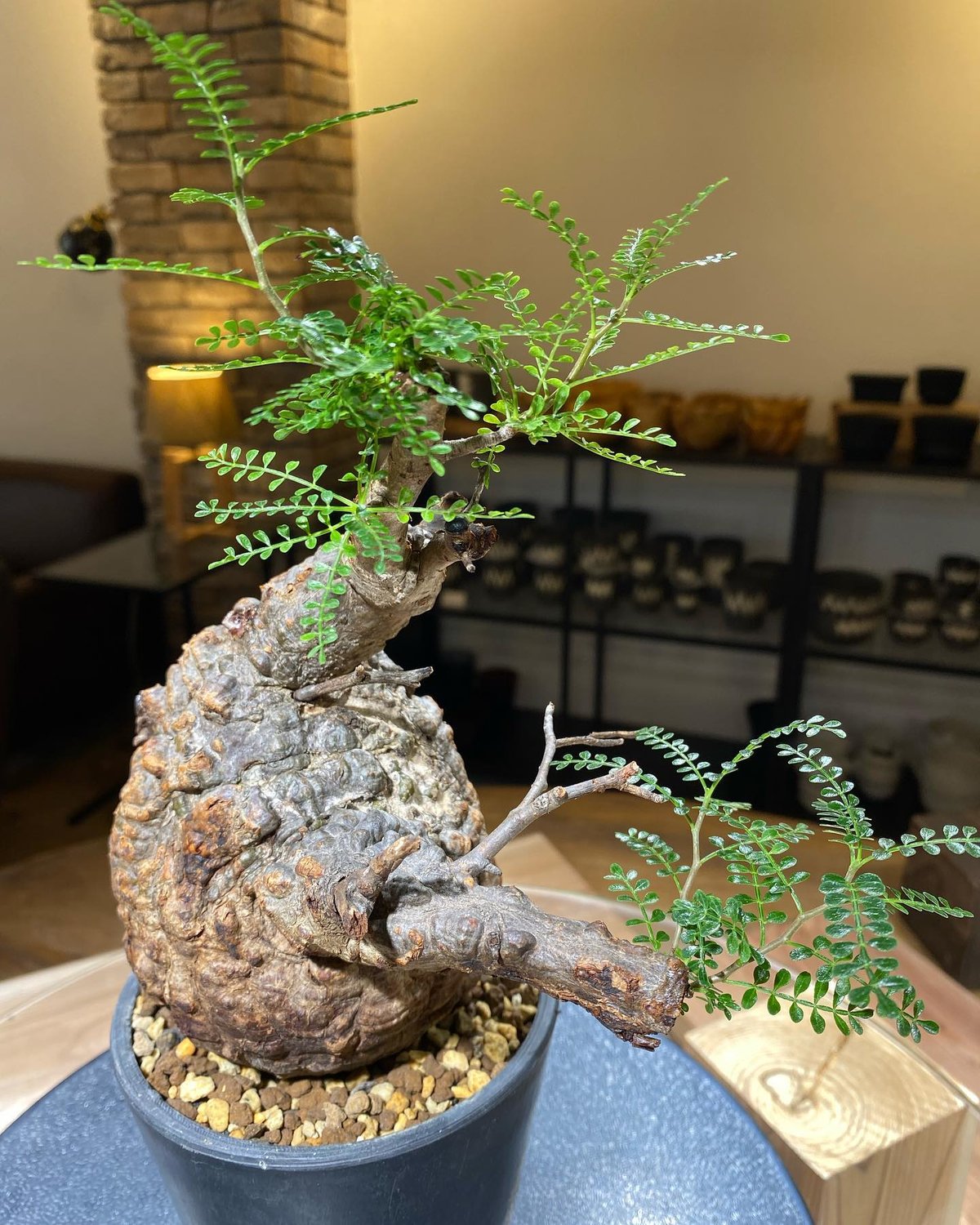 オペルクリカリア パキプス／Operculicarya pachypus 発根済